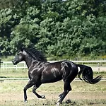 Fano's Farm Suno