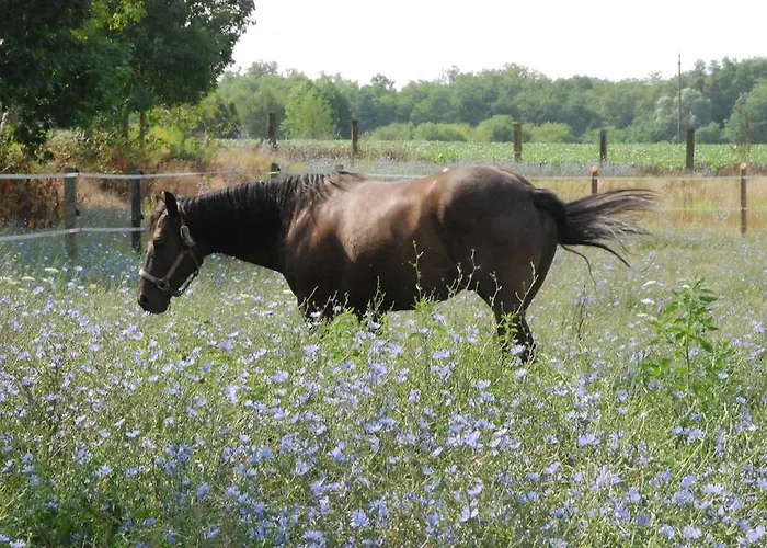 Fano's Farm Suno